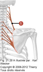 Figure où on identifie: 1. L'élevateur de la scapula.