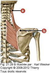 Figure où on identifie: a. Processus transverses des vertèbres cervicales C1-C4, et b. L'angle supérieur de la scapula