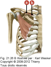 Figure où on identifie: a. La face inférieure de la clavicule, et 2. La première côte.