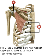 Figure où on identifie: a. Le processus coracoïde de la scapula, et b. Les côtes 3-4-5.