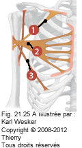 Figure où on identifie les faisceaux suivants: 1. Claviculaire, 2. Sternal, et 3. Abdominal.