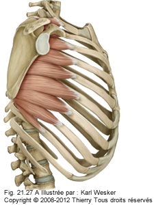 Figure 1 de 2 du dentelé antérieur.