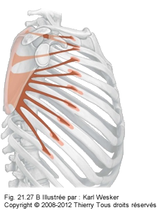 Figure 2 de 2 du dentelé antérieur.