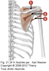 Figure où on identifie les couches musculaires suivantes: 1. Infra-épineux, 2. Supra-épineux, et 3. Petit rond.