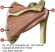 Figure où on identifie: a. Fosse infraépineuse de la scapula, b. Tubercule majeur de l'humérus, c. Bord latéral de la scapula, et d. >Fosse supraépineuse de la scapula