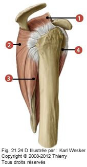 Figure de la coiffe des rotateurs où on identifie les muscles suivants: 1. Supra épineux, 2. Infra épineux, 3. Petit rond, et 4. Subscapulaire.