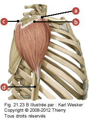 Figure d'un deltoïde où on identifie: a. Clavicule (1/3 latéral), b. Acromion (bord latéral), c. Épine de la scapula (tubercule deltoïdien), et d. Tubérosité deltoïdienne de l'humérus.