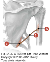 Figure de la couche musculaire superficielle où on identifie: 1. Le grand rond, ainsi que: a. L'angle inférieur de la scapula, et b. La crête du tubercule mineur.