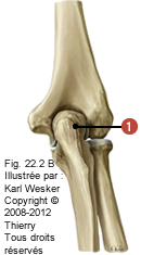 Figure de l'ulna en proximale, où on identifie: 1. L'olécrâne.