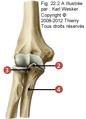 Figure de l'ulna en proximale, où on identifie: 2. Le processus coronoïde, 3. L'incisure radiale, et 4. La tubérosité ulnaire.