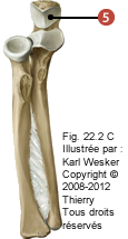 Figure de l'ulna en proximale, où on identifie: 5. L'incisure trochléaire.