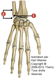 Figure de l'ulna en distal, où on identifie: 1. Le processus styloïde de l'ulna, et 2. La tête ulnaire.