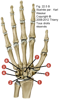 Figure des os du carpe où on identifie: 1. Le scaphoïde, 2. Le lunatum, 3. Le pisiforme, 4. Le triquetrum, 5. Le trapèze, 6. Le trapézoïde, 7. Le capitatum. et 8. L'hamatum