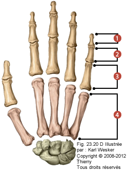 Figure des os de la main où on identifie les phalanges suivantes: 1. Distales, 2. Moyennes, 3. Proximales, et 4. Métacarpes.