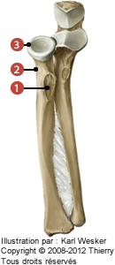 Figure du radius en proximale où on identifie: 1.la tubérosité radiale, 2. le col du radius, et. 3. la tête radiale.