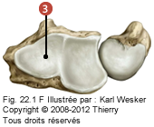 Figure du radius en distale, où on identifie: 3. La face articulaire.