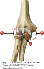 Figure de l'articulation du coude où on identifie les articulations suivantes: 1. Huméro-radiale, 2. Huméro-ulnaire, et 3. Radio-ulnaire proximale.