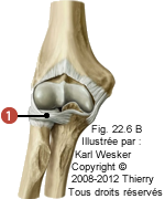 Figure de l'articulation radio-ulnaire proximale où on identifie: 1. Le ligament annulaire.