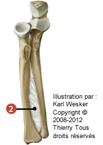 Figure de l'articulation radio-ulnaire proximale où on identifie: 2. La membrane interosseuse entre le radius et l'ulna.