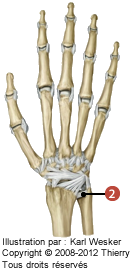 Figure de k'articulation radio-ulnaire distale où on identifie: 2. Le ligament dorsal.