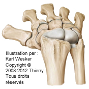 Figure 1 de 2 de l'articulation radio-carpienne.