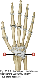 Figure d'une main où on identifie les ligaments suivants: 1. Collatéral radial du carpe, et 2. Collatéral ulnaire du carpe.