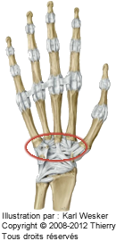 Figure d'une main où on identifie les articulations carpo métacarpiennes.