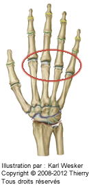 Figure d'une main où on identifie les articulations métacarpo-phalangiennes.