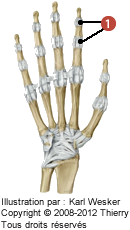 Figure des articulations inter-phalangiennes, où on identifie: 1. Les ligaments collatéreux.