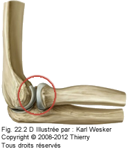 Figure du coude où on identifie l'articulation huméro radiale.