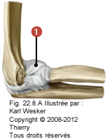 Figure de l'articulation huméro-radiale, où on identifie: 1. Le ligament collatéral radial.