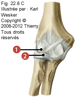 Figure de l'articulation huméro-radiale, où on identifie: 1. Le ligament collatéral radial, et 2. Le ligament annulaire.