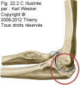 Figure du coude où on identifie l'articulation huméro-ulnaire.