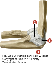 Figure de l'articulation huméro-ulnaire où on identifie: 1. Le faisceau postérieur du collatéral ulnaire, 2. Le faisceau transverse du collatéral ulnaire, et 3. La corde oblique antérieure.