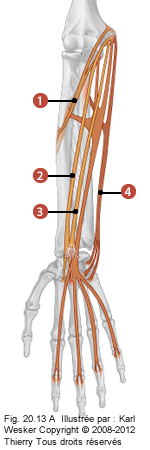 Figure du bras où on identifie: 1. Le rond pronateur, 2. Le fléchisseur radial du carpe, 3. Le long palmaire, et 4. Le fléchisseur ulnaire du carpe.