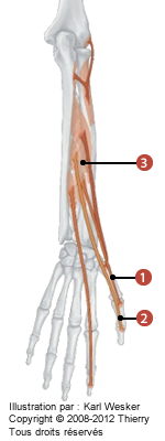 Figure des muscles à la face latérale où on identifie les muscles suivants: 1. Long abducteur du pouce, 2. Long extenseur du pouce, et 3. Court extenseur du pouce.