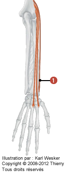 Figure du bras où on identifie: 1. Le muscle brachioradial.