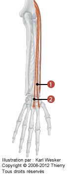 Figure du bras où on identifie: 1. Le long extenseur radial, et 2. Le court extenseur radial du carpe.