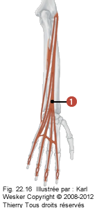 Figure du bras où on identifie: 1. L'extenseur des doigts.