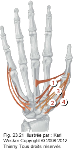 Figure où on identifie: 1. Le long abducteur du pouce, 2. Le court abducteur du pouce, 3. Le court fléchisseur du pouce, et 4. L'opposant du pouce.