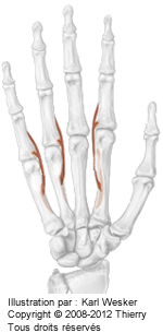 Figure 1 de 2 des interosseux palmaires.