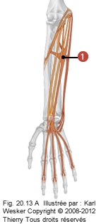 Figure du bras où on identifie: 1. Le muscle fléchisseur superficiel des doigts.