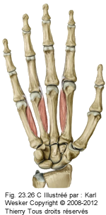 Figure 2 de 2 des interosseux palmaires.