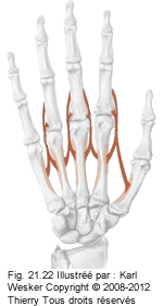 Figure 1 de 2 des l'interosseux dorsaux.