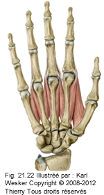 Figure 2 de 2 des l'interosseux dorsaux.