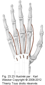 Figure 1 de 2 des lombricaux.