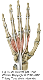 Figure 2 de 2 des lombricaux.