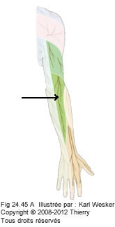 Figure du nerf radial en vue dorsale où on identifie la fonction sensitive.