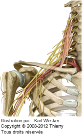 Figure du plexus brachial.