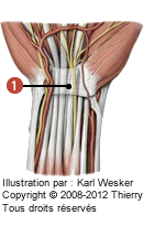 Figure 2 de 2 du canal carpien où on identifie: 1. Le rétinaculum des fléchisseurs.